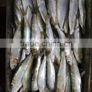 Frozen W/R Sardine Fish thumbnail-2