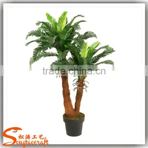 China Suppliers Small Palm Trees Cycas Revoluta Price Cycas Revoluta thumbnail-2