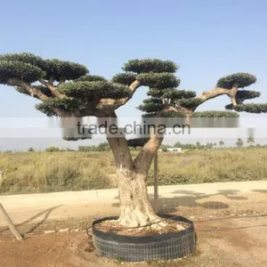 Pompon Olive Tree - Olea Europaea Pom Pon Centenary thumbnail-4