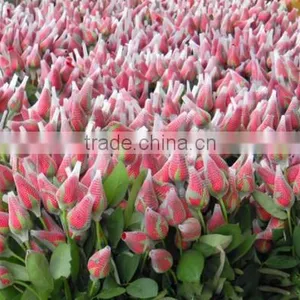 Rose Flower Protective Bud Netting thumbnail-2