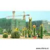 Sell Cactuses thumbnail-1