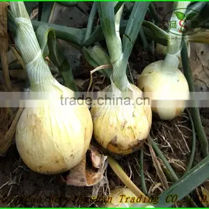 (NEW) 2015 NEW ONIONS / Cheap Fresh Yellow Onion(Come and Buy!) thumbnail-4