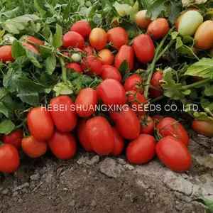 Big Oval Shape Rio Grande Hybrid Tomato Seeds Vegetable Seeds thumbnail-2