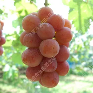 Queen Nina Grape Seedless Fresh Fruit thumbnail-1