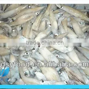 Frozen Whole Califorian Squid thumbnail-1
