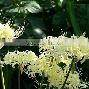 Treeform Datura, Datura , Flower Seeds , Herb Seed,vegetalbe Seed,fruit Seed,grass Seed thumbnail-3