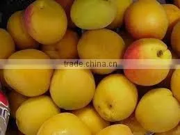 Compote Apricots in Syrup -20 oz Tin (580 ml x 24 Tins) thumbnail-1