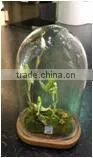 Glass Domes Bell Jars thumbnail-1