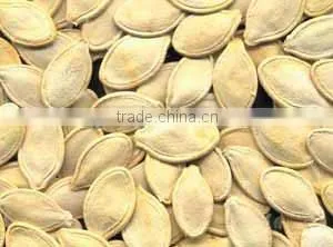 2014 Crop Shine Skin Unhulled Pumpkin Seed thumbnail-1