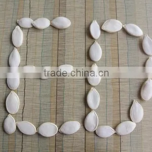 Crop 2015 Snow White Pumpkin Seeds 9cm up thumbnail-3