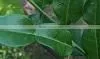 Organic Fresh Kaffir Lime Leaves Grade A thumbnail-2