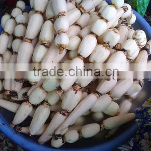 Vietnam Lotus Root With Goos Quality and Best Price thumbnail-1