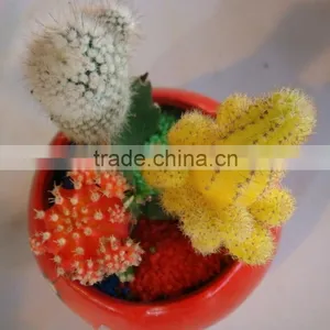 Mini Colorful Indoor Potted Plant thumbnail-2