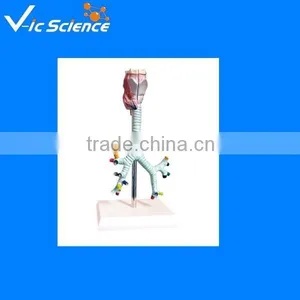 Bronchial Anatomical Model thumbnail-1