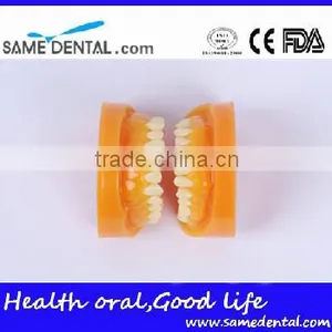 Double-Color Dentition Model School Education Teaching Model thumbnail-5