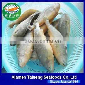 Frozen Seafood Frozen Yellow Croaker, Yellow Croaker Fish Price thumbnail-3