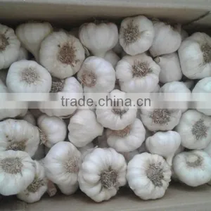 Supply Fresh Garlic thumbnail-2