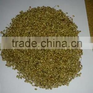 Fresh Coriander thumbnail-5