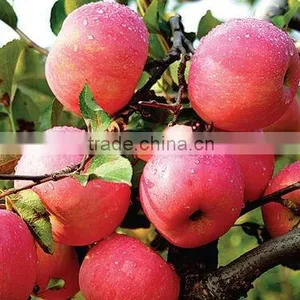Fresh Fuji Apple thumbnail-1