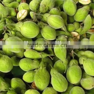 2016 Newly Chinese High Quality Agarwood Seeds For Growing thumbnail-2