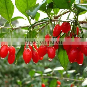 2016 New Price Goji Berry Goji Grade A thumbnail-2