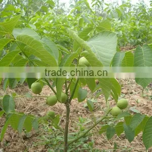 Walnut Tree Seedling thumbnail-2