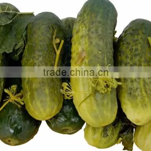 Best Selling Vietnam Canned Baby Pickled Cucumbers in Jar (various Sizes) thumbnail-5