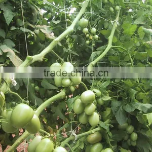 PP Plant Support Net Clamp Netting thumbnail-1