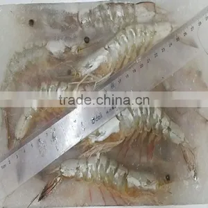Frozen W/R Vannamei White Shrimp thumbnail-2