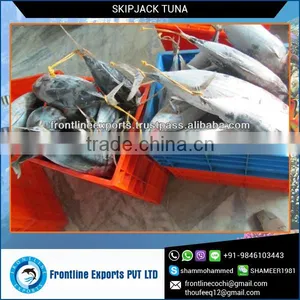 FRESH FROZEN SKIPJACK TUNA WHOLE ROUND thumbnail-3