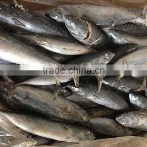 Frozen Bonito Tuna Grade A Quality Good thumbnail-1