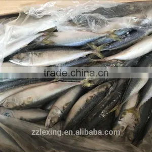 Frozen Pacific Mackerel Fish thumbnail-2