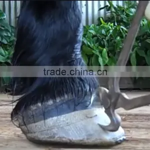 Hoof Horse thumbnail-1