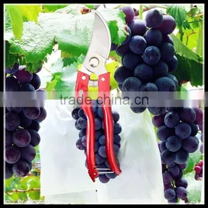 Hot Sale Strong and Flexible Prune Shear thumbnail-2