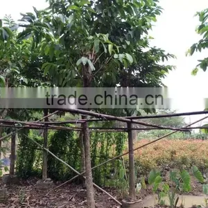 Lagerstroemia Speciosa Flower Plants thumbnail-5