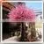 2015 Wholesale Decorative Artificial Fake Wedding Blossom Tree Cheap Silk Plastic Cherry Blossom Tree Life Size Trees and Plants thumbnail-1