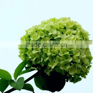 Home and Wedding Decoration Fresh Hydrangea Flower Hydrange Cut Flower thumbnail-2