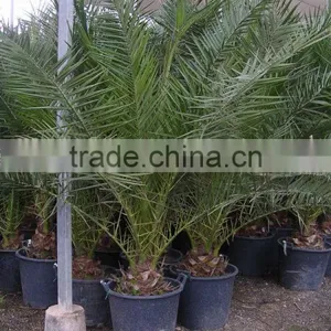 Phoenix Canariensis From 80/100 in 5 Liters Pot thumbnail-2