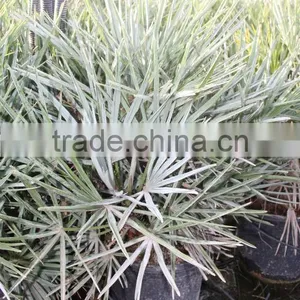 Chamaerops Humilis Cerifera thumbnail-6