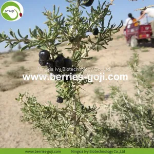 Factory Hot Sale Dried Wild Black Wolfberry thumbnail-3