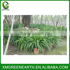 Dracaena Angustifolia thumbnail-1