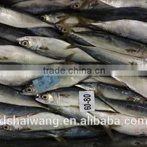 Landing Frozen Horse Mackerel With Size 60 - 80 thumbnail-3