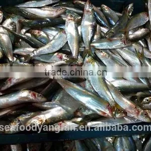 Highly Quality Cheap Sardine for Canning thumbnail-1