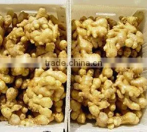 Best Price of Chinese Fresh Ginger thumbnail-1