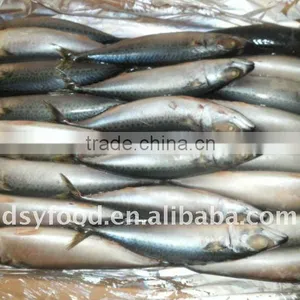 Frozen Mackerel (scomber Japonicus) thumbnail-1