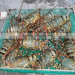 Live Flower Lobster (Panulirus Ornatus) and Mud Crab (Scylla Serrata), Live Tiger Prawn and Other Live Seafoods thumbnail-4