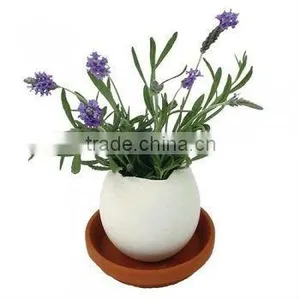 Wooden Box Mini Plant thumbnail-5