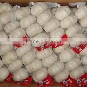Garlic thumbnail-1