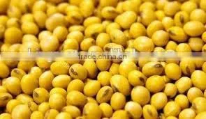 New Crop Yellow Soybeans With Good Quality for Sale thumbnail-5