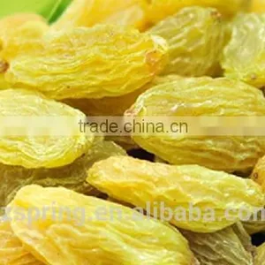 Chinese Good Quality Green Raisins thumbnail-4